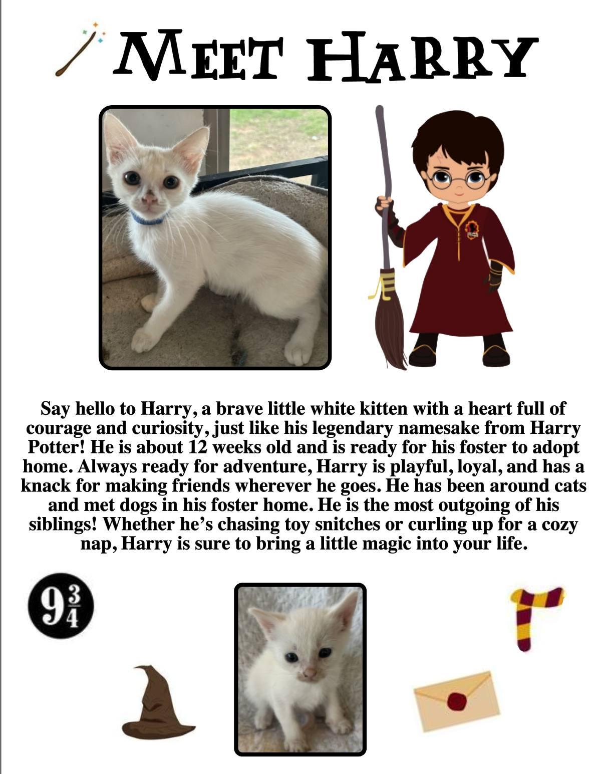 Harry, an adoptable Domestic Short Hair in Clovis, NM, 88101 | Photo Image 1