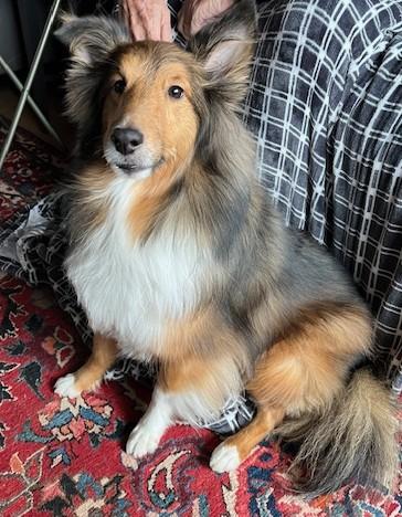 Duffy, Adopted, Adult Male Shetland Sheepdog / Sheltie.