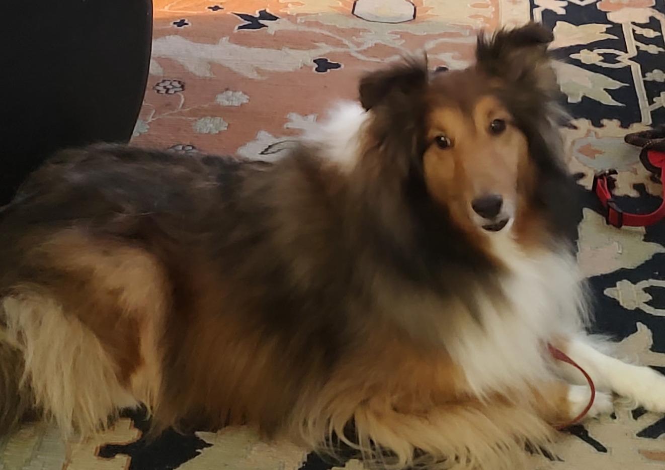 Enlarge Duffy, a Adopted Shetland Sheepdog / Sheltie in Elk Grove, CA image 2/2