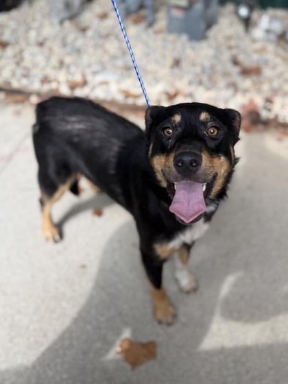Enlarge Bridgett, a Adoptable Mixed Breed in Leitchfield, KY image 1/1