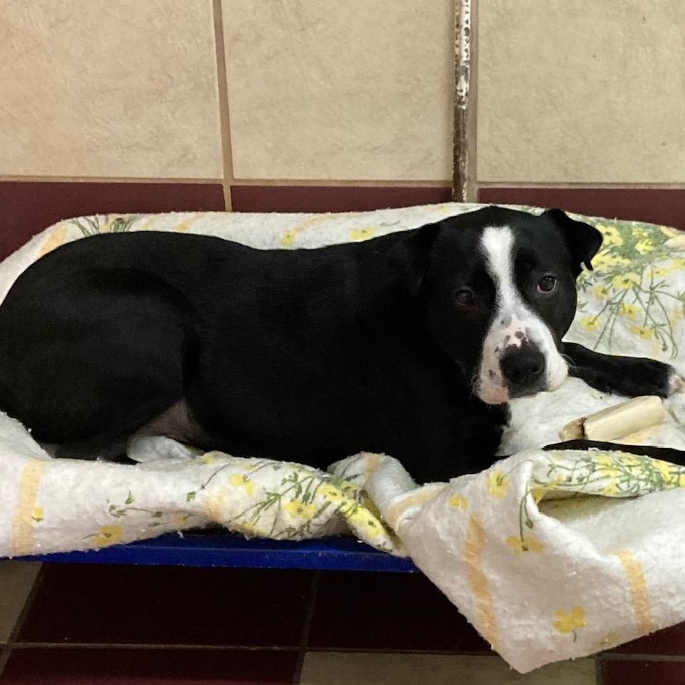 Precious, a Adoptable mixed breed in Bartonsville, PA image 2/5