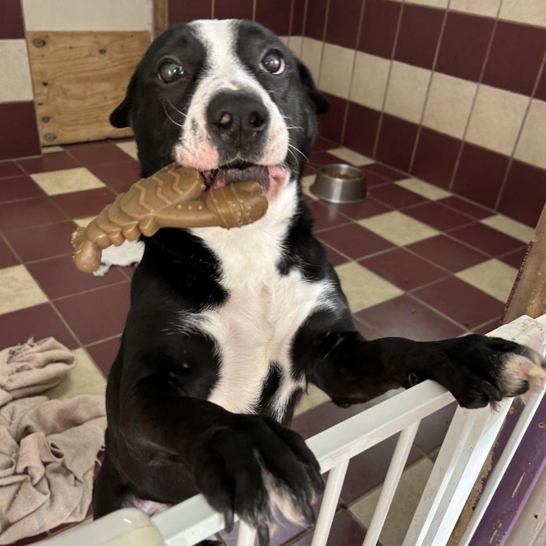 Precious, a Adoptable mixed breed in Bartonsville, PA image 3/5