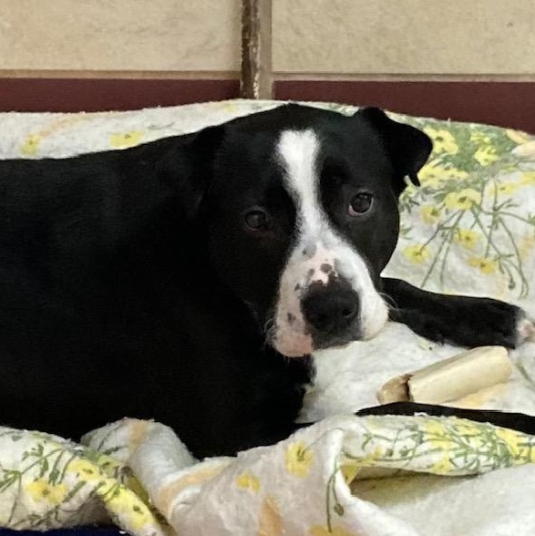 Precious, a Adoptable mixed breed in Bartonsville, PA image 4/5