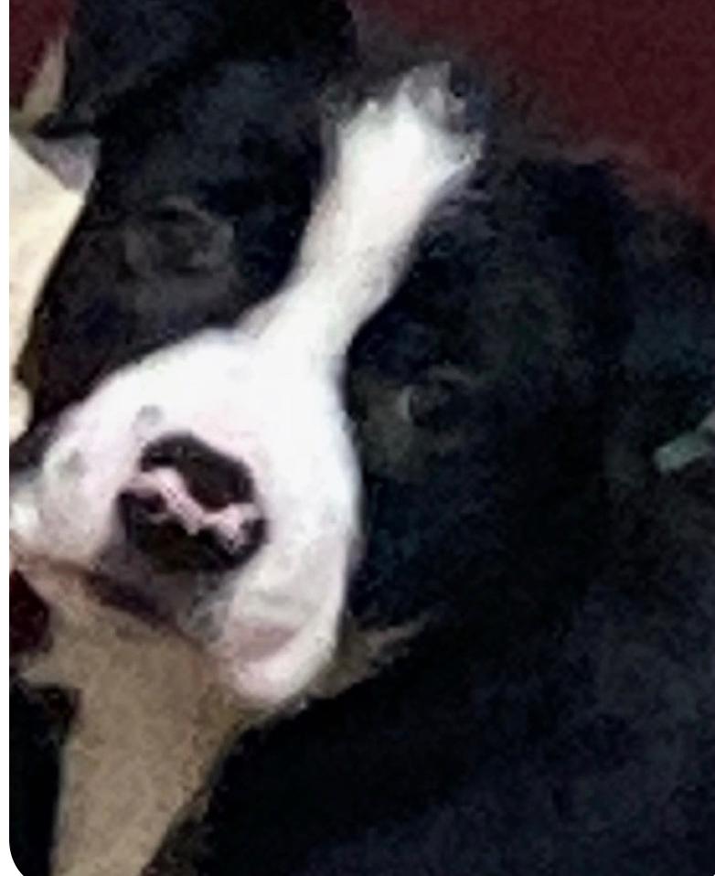 Precious, Adoptable, Adult Female Australian Cattle Dog / Blue Heeler & American Staffordshire Terrier.