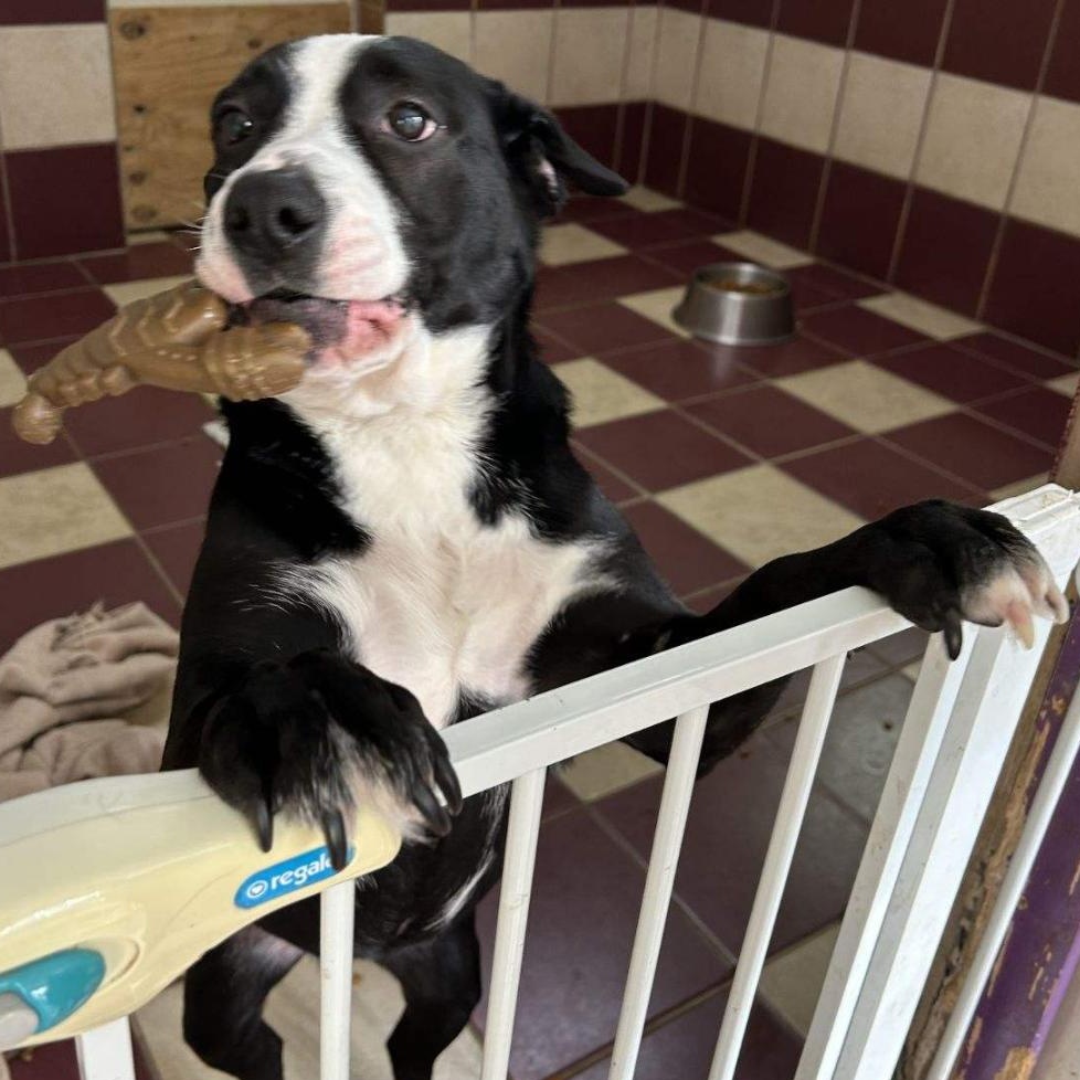 Precious, a Adoptable mixed breed in Bartonsville, PA image 5/5