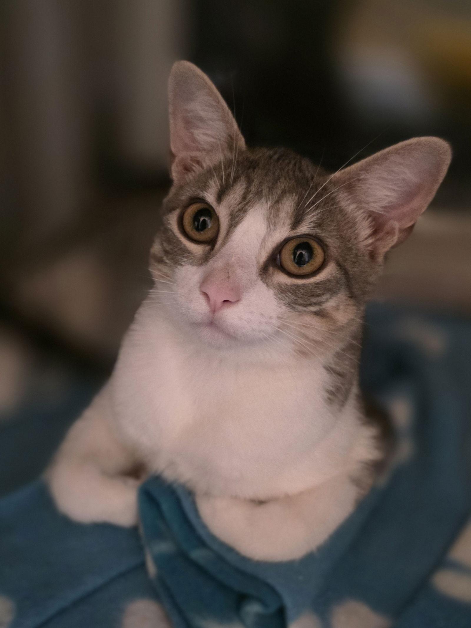 Enlarge Joy, a Adoptable Domestic Short Hair in Rowlett, TX image 1/3