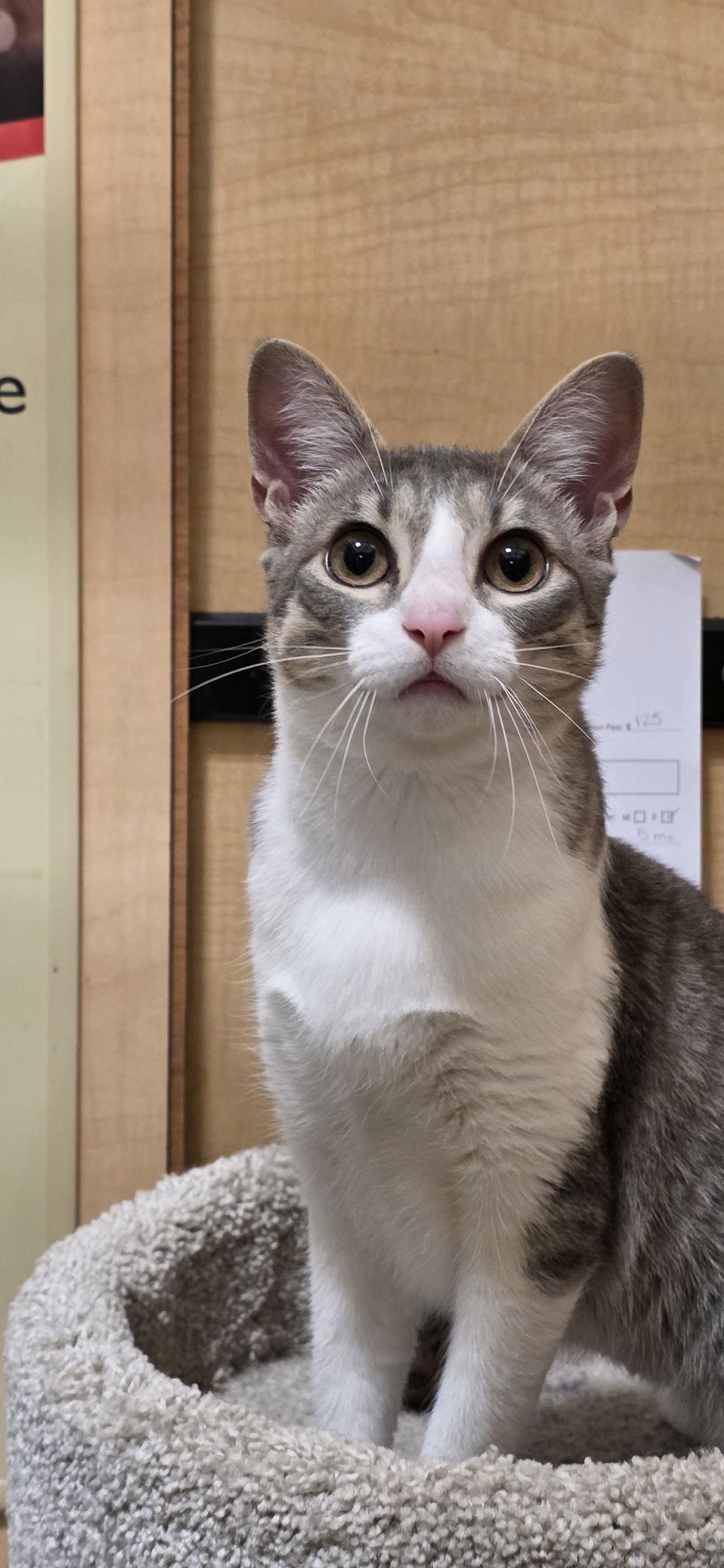 Enlarge Joy, a Adoptable Domestic Short Hair in Rowlett, TX image 2/3