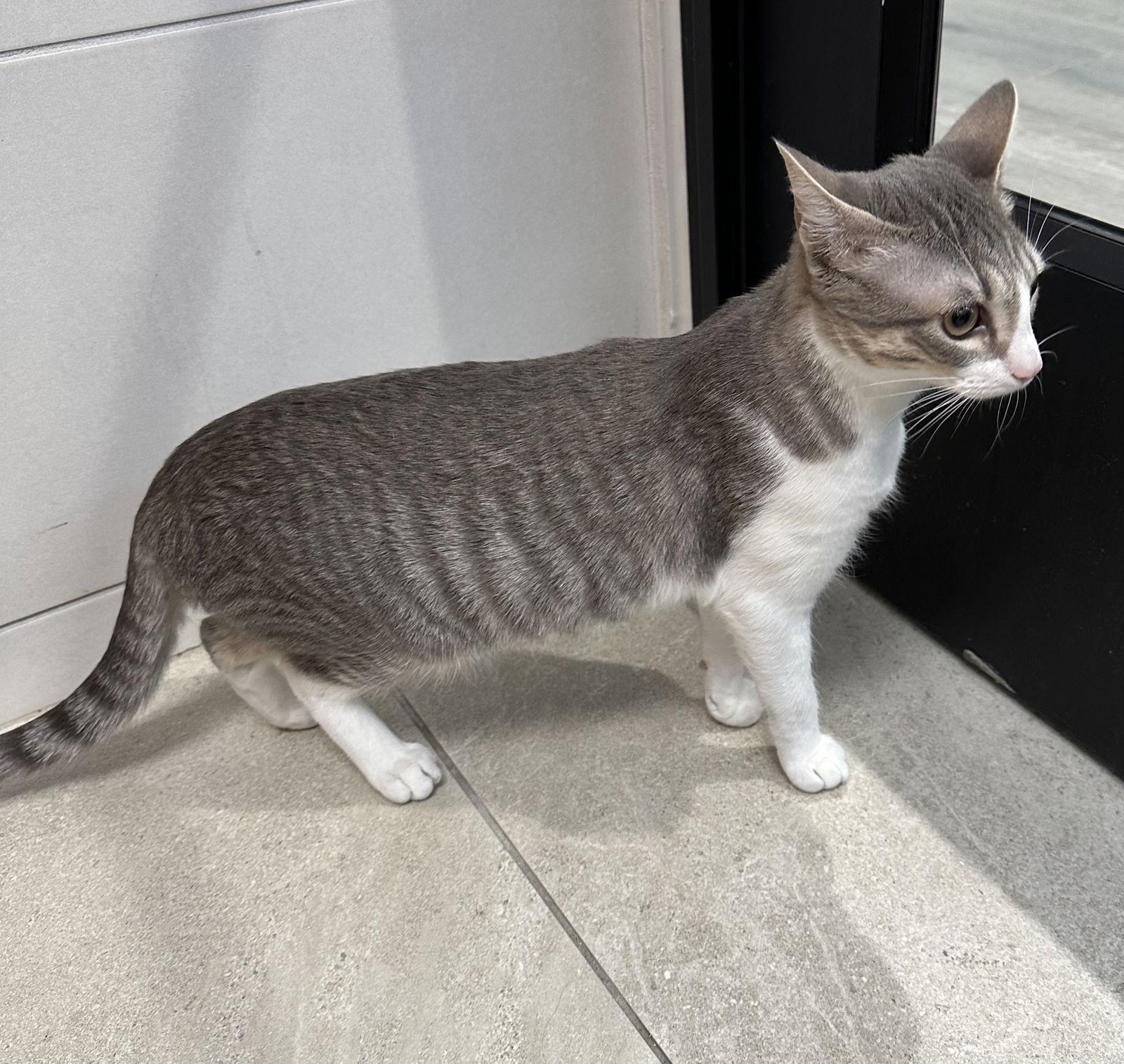 Enlarge Joy, a Adoptable Domestic Short Hair in Rowlett, TX image 3/3