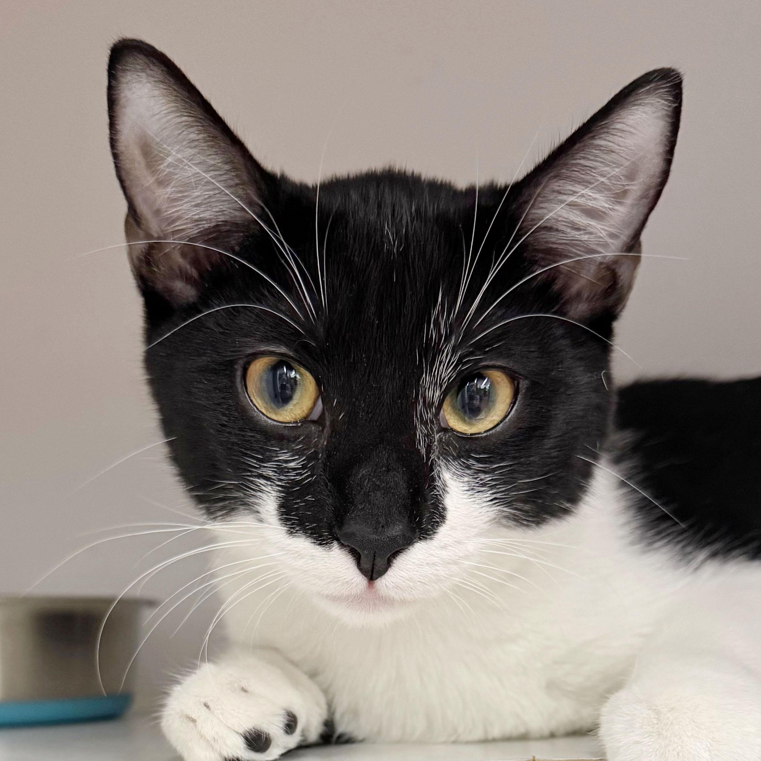 Sebastian - adoption pending, Adopted, Kitten Male Tuxedo & Domestic Short Hair.