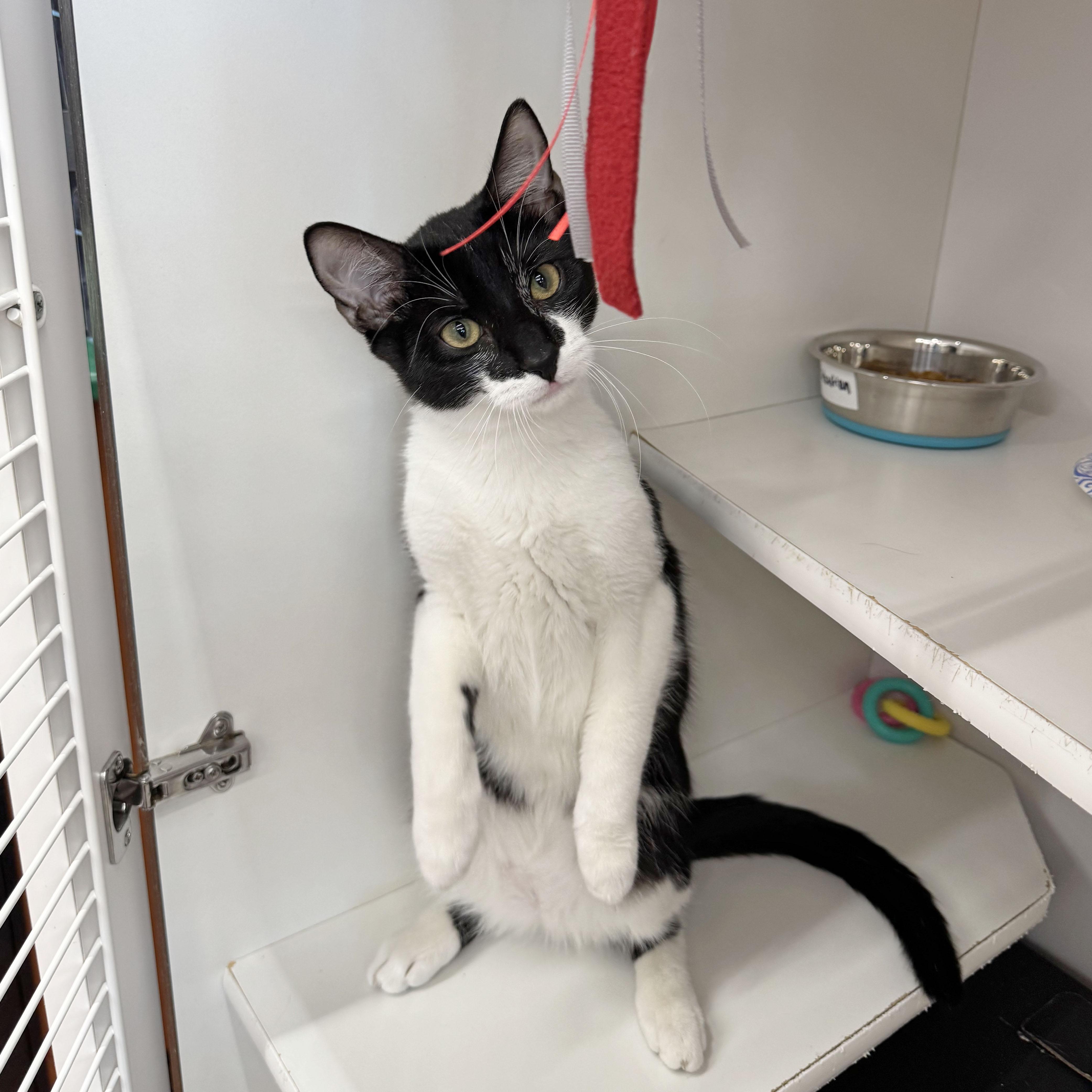 Enlarge Sebastian - adoption pending, a Adopted mixed breed in Harrisburg, PA image 4/6