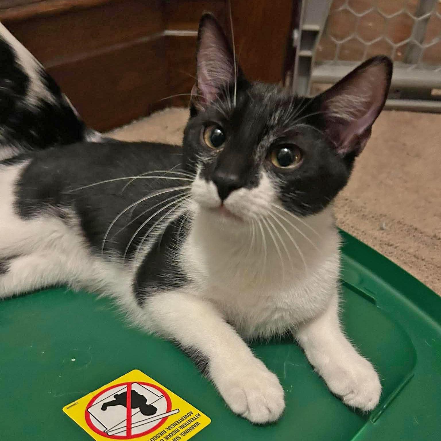 Enlarge Sebastian - adoption pending, a Adopted mixed breed in Harrisburg, PA image 3/6