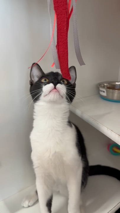 Enlarge Sebastian - adoption pending, a Adopted mixed breed in Harrisburg, PA video 6/6