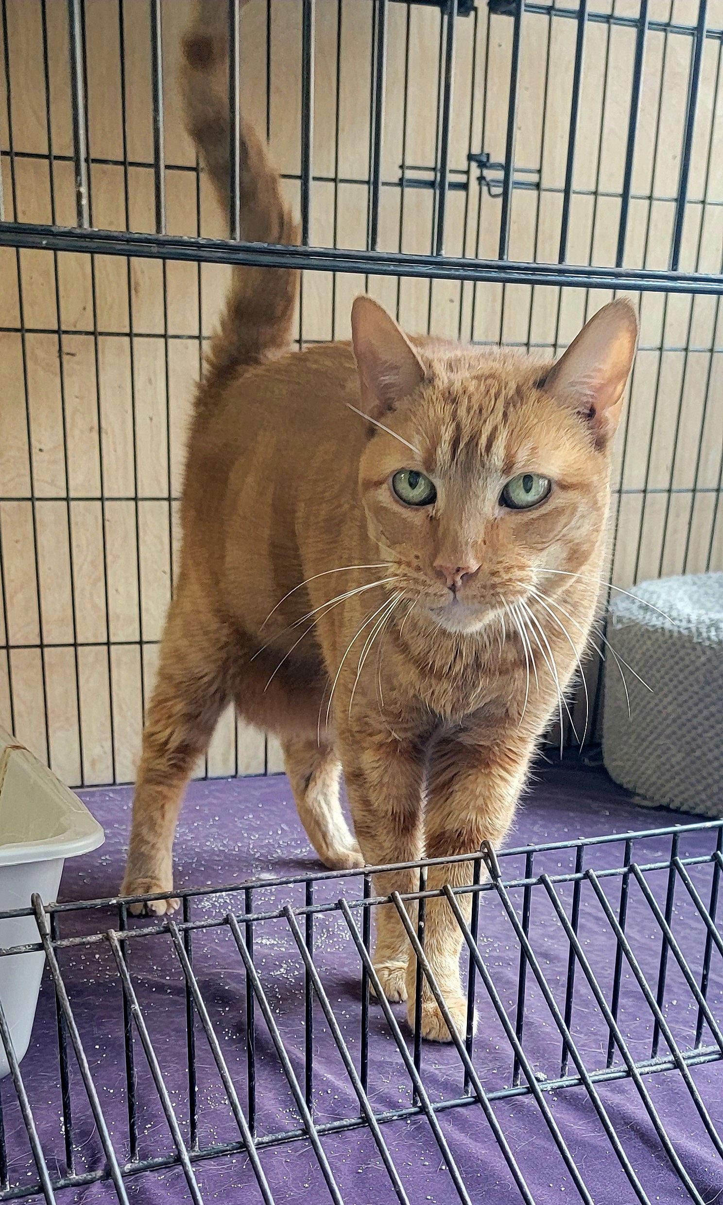 Enlarge Fiona, a Adoptable Domestic Short Hair in Hollywood, MD image 1/1