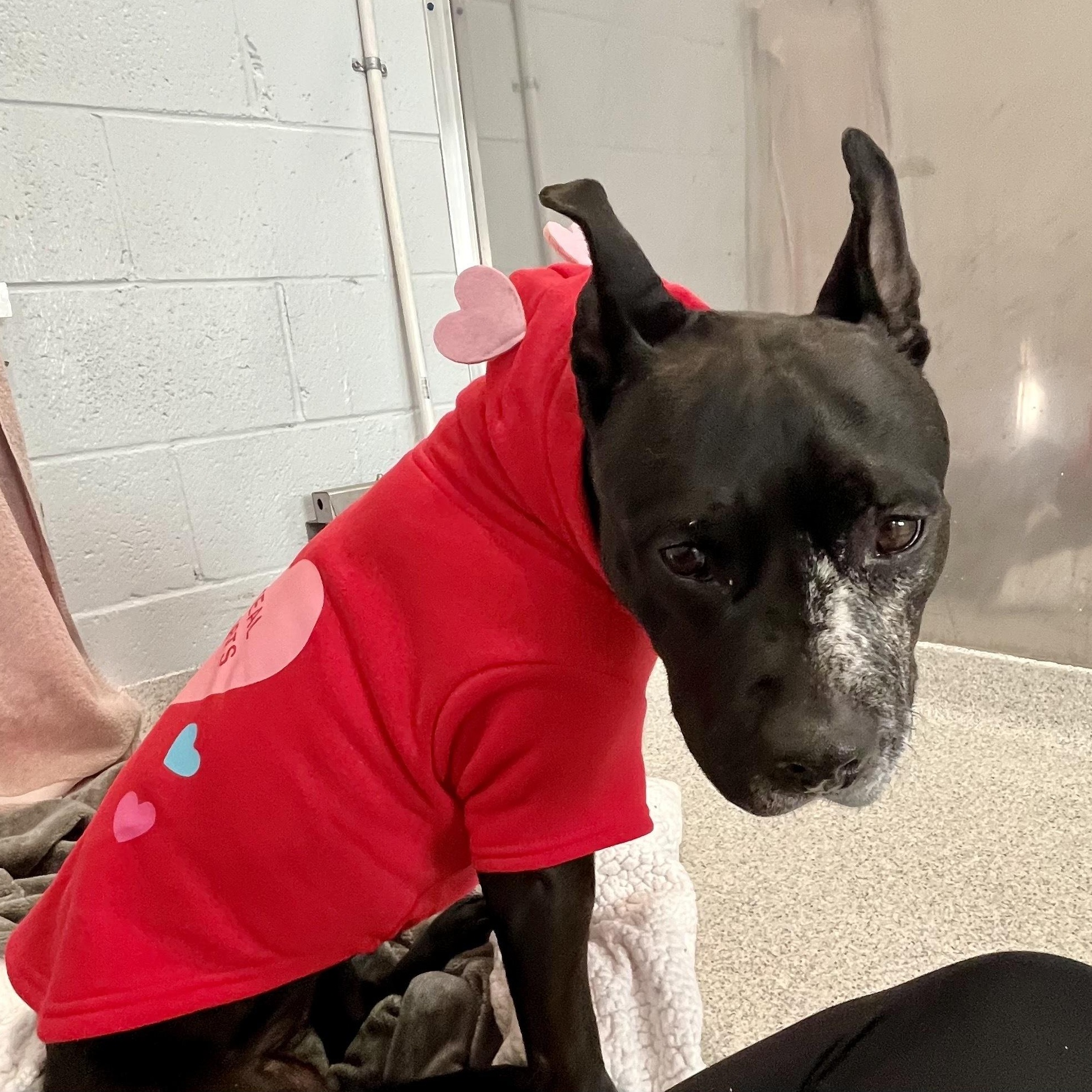 Enlarge Cindy Lou Who, a Adoptable mixed breed in North Haven, CT image 3/6