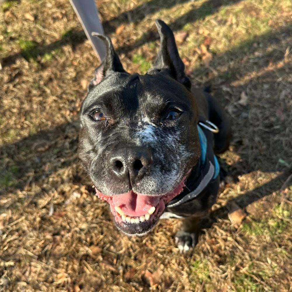 Enlarge Cindy Lou Who, a Adoptable mixed breed in North Haven, CT image 2/6