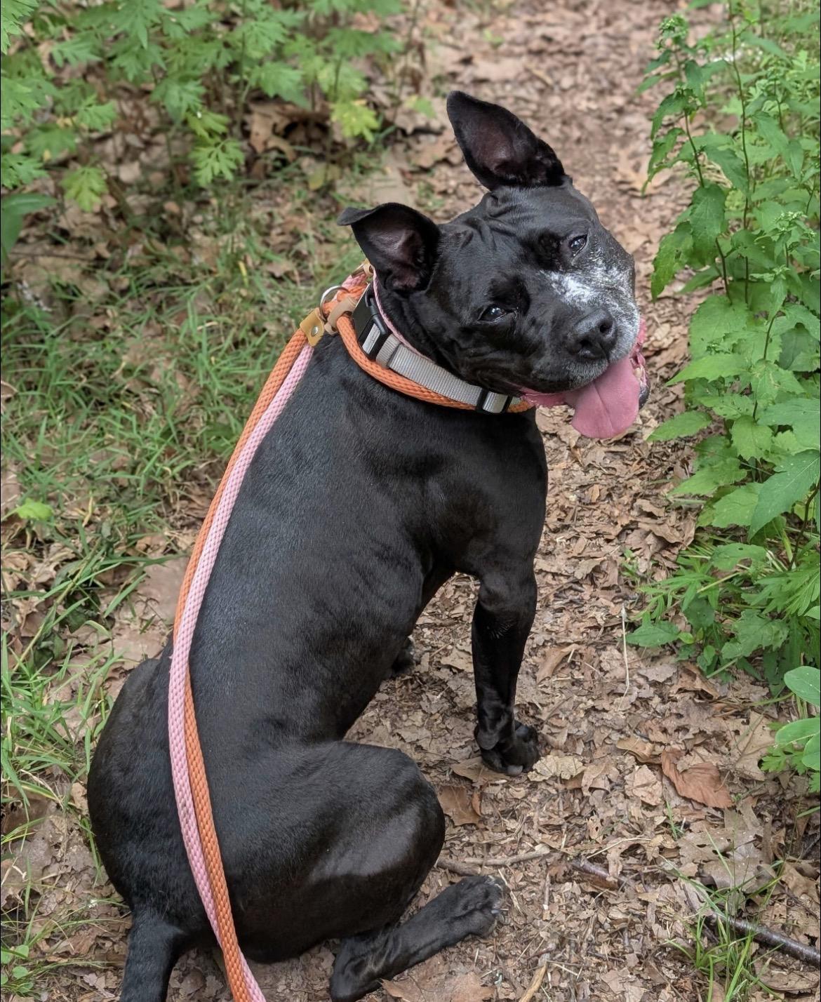 Cindy Lou Who, Adoptable, Adult Female Pit Bull Terrier.