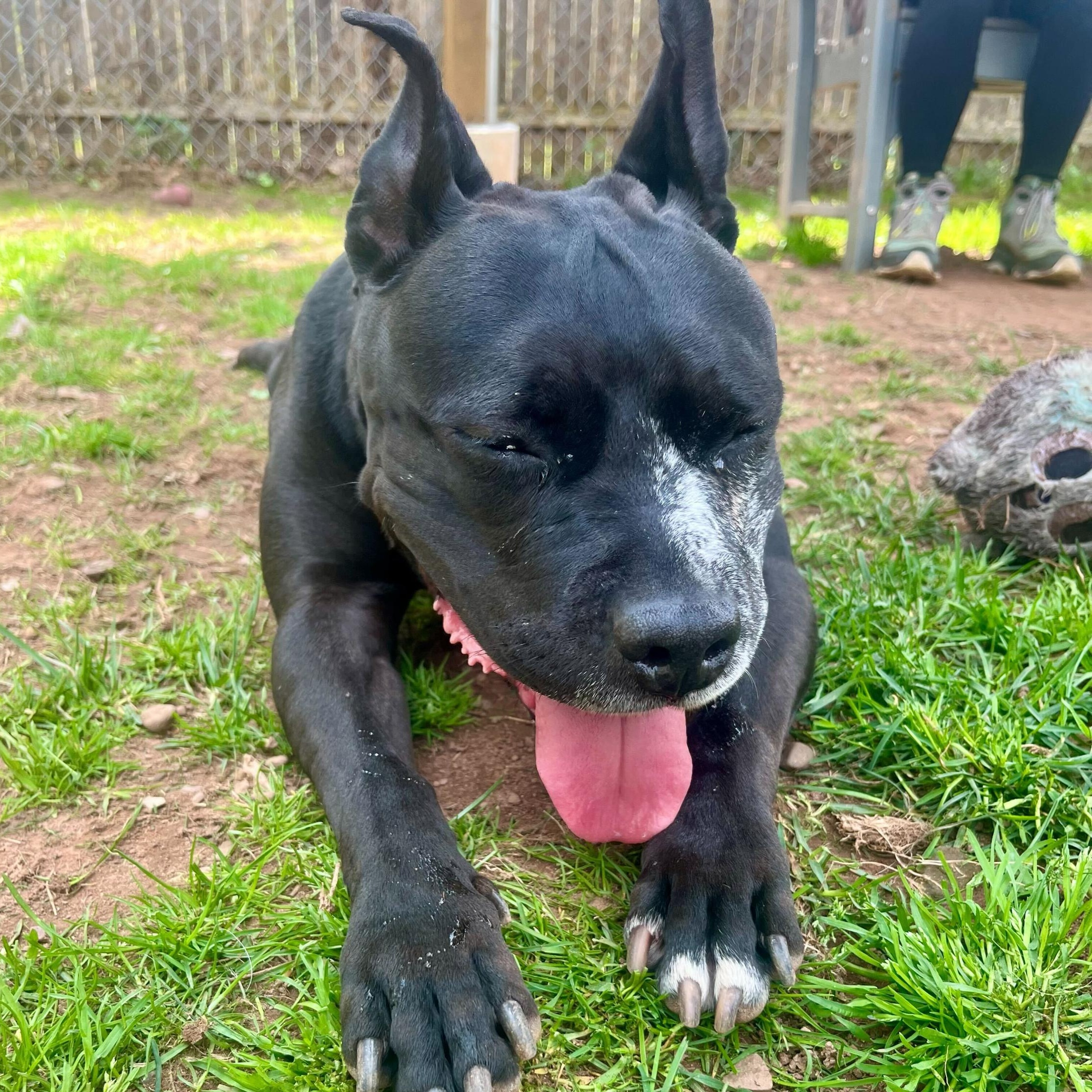 Enlarge Cindy Lou Who, a Adoptable mixed breed in North Haven, CT image 6/6