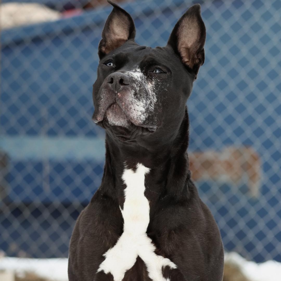 Enlarge Cindy Lou Who, a Adoptable mixed breed in North Haven, CT image 4/6