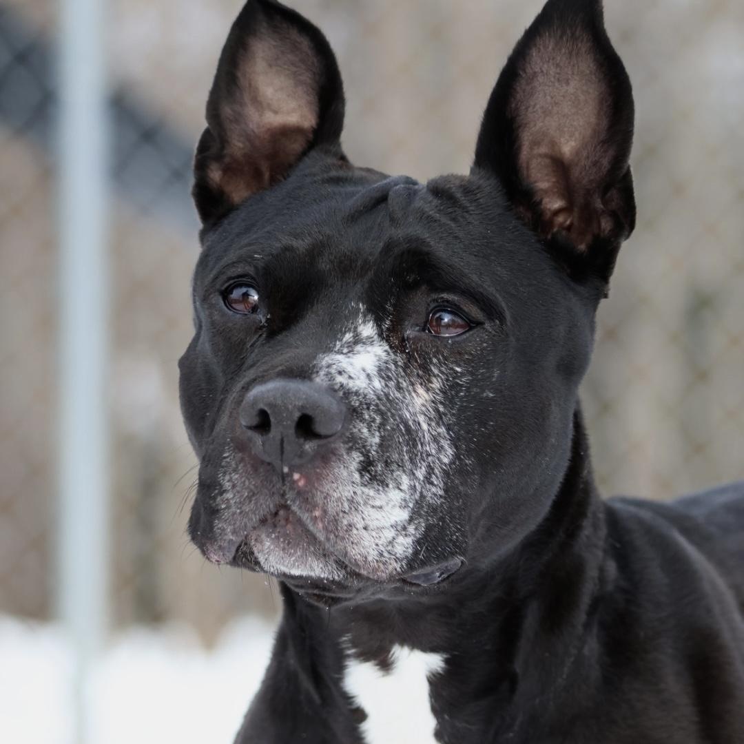 Cindy Lou Who, Adult Female Black Labrador Retriever