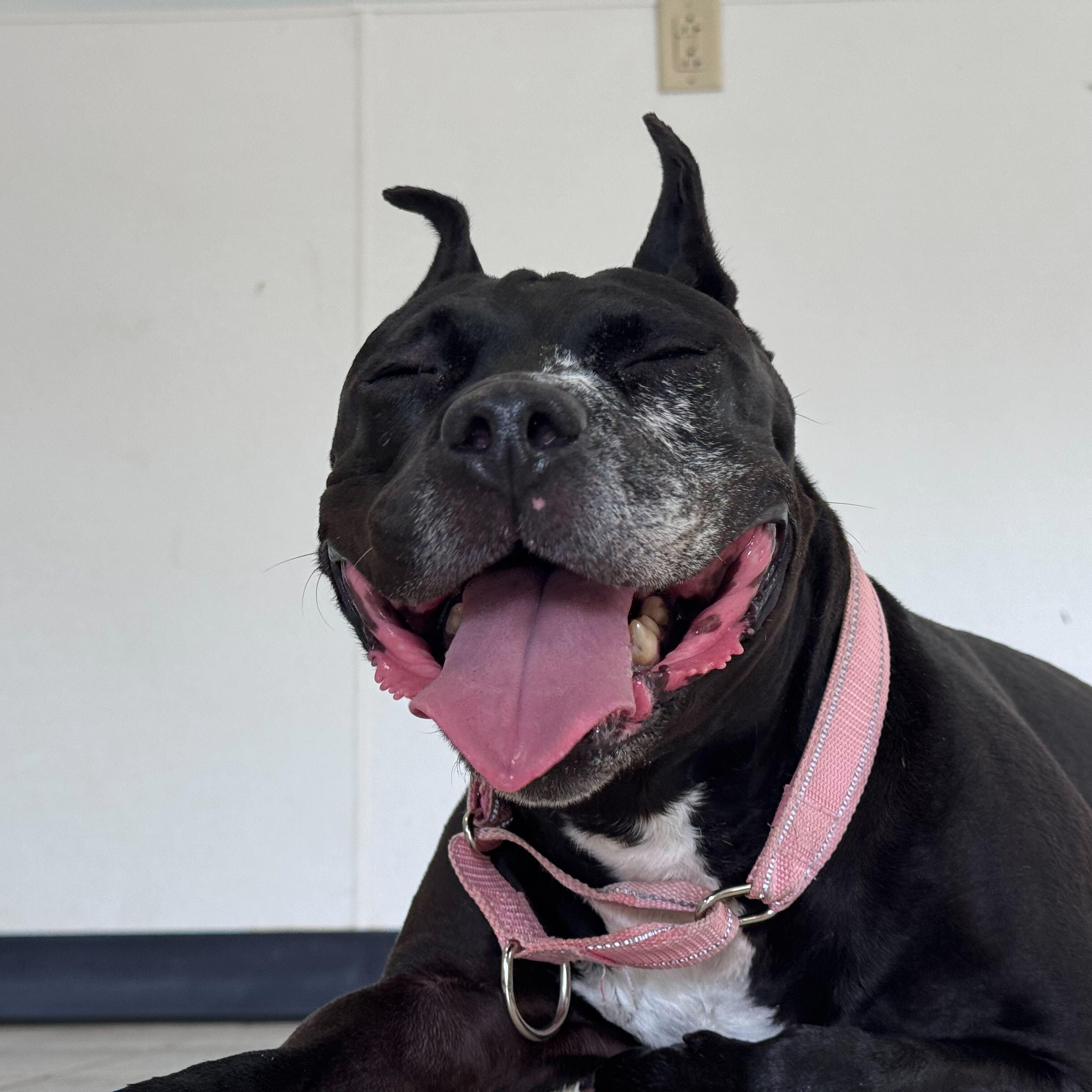 Enlarge Cindy Lou Who, a Adoptable mixed breed in North Haven, CT image 6/6
