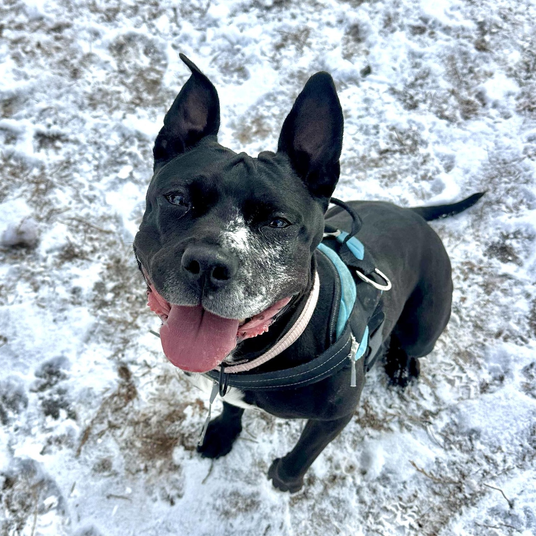 Enlarge Cindy Lou Who, a Adoptable mixed breed in North Haven, CT image 2/6