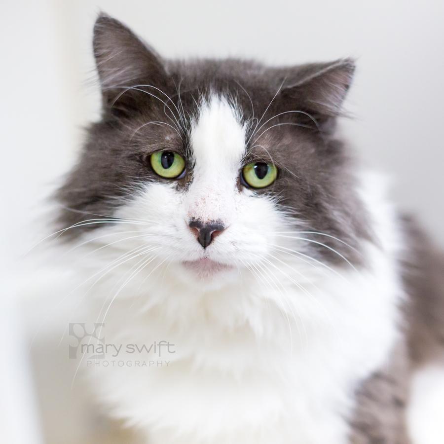 Oops, Adoptable, Adult Male Domestic Long Hair.