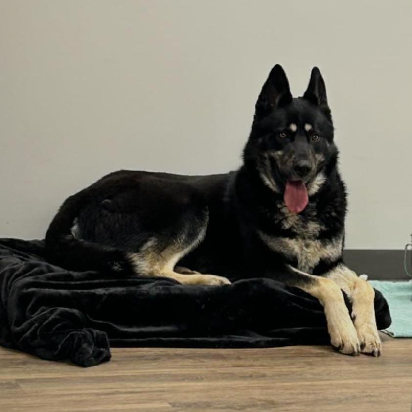 BOBO  RESCUE or Breed-Experienced Adopter ONLY!, Adoptable, Adult Male Shepherd & Mixed Breed.