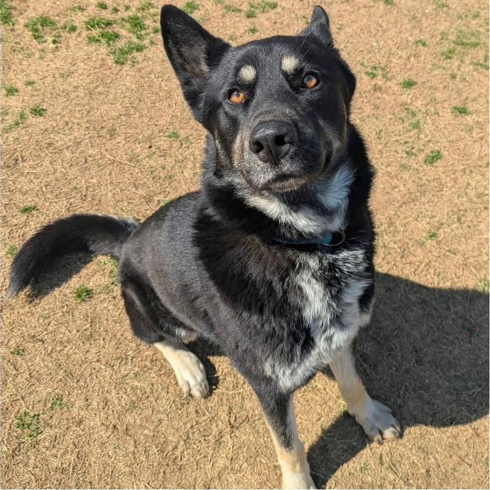 Enlarge BOBO  RESCUE or Breed-Experienced Adopter ONLY!, a Adoptable mixed breed in Nashville, NC image 2/3