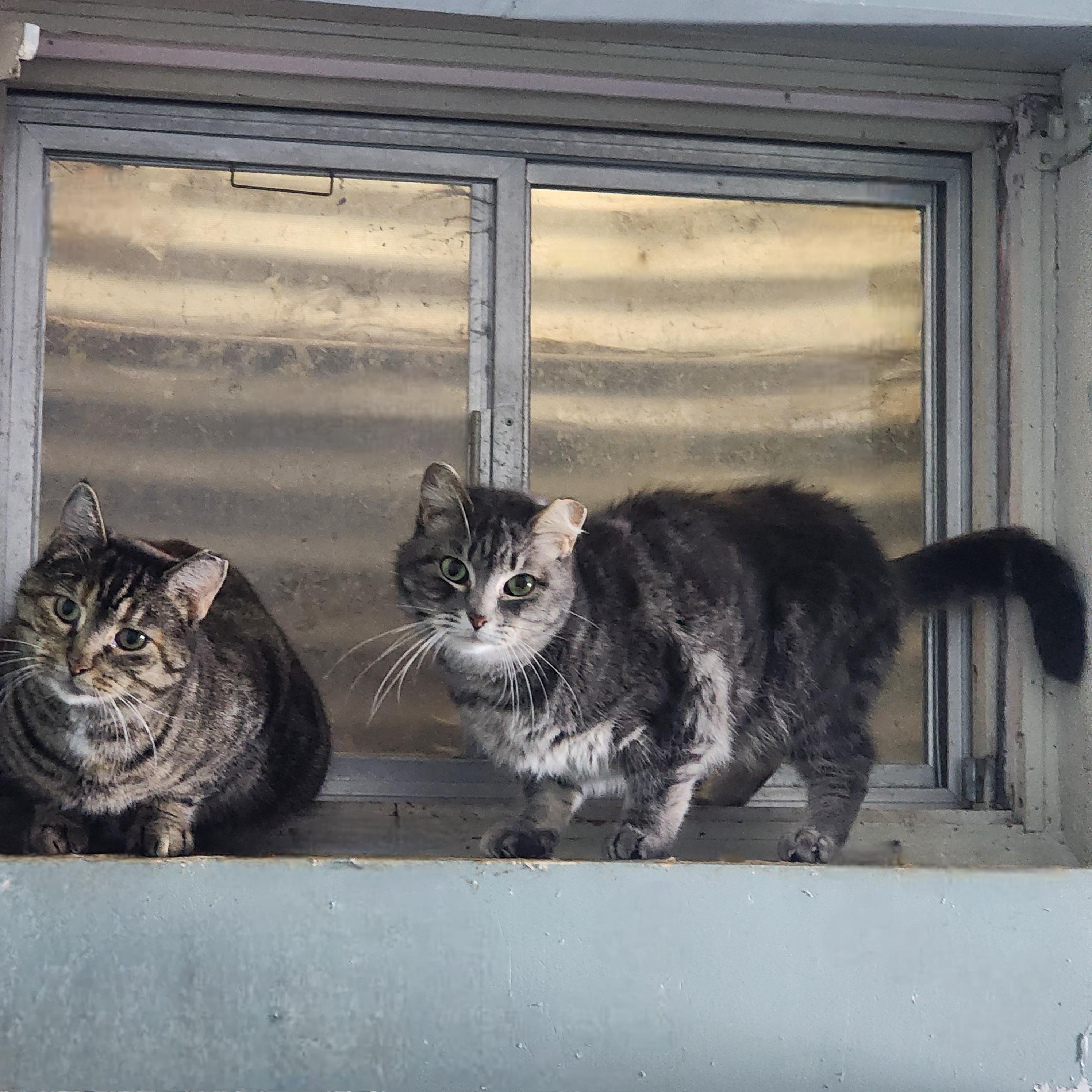 Enlarge Empress Meow Meow, a hold Domestic Short Hair in Lincoln, NE image 4/5