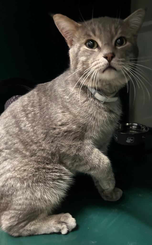 Bobby, Adoptable, Young Male Domestic Short Hair.