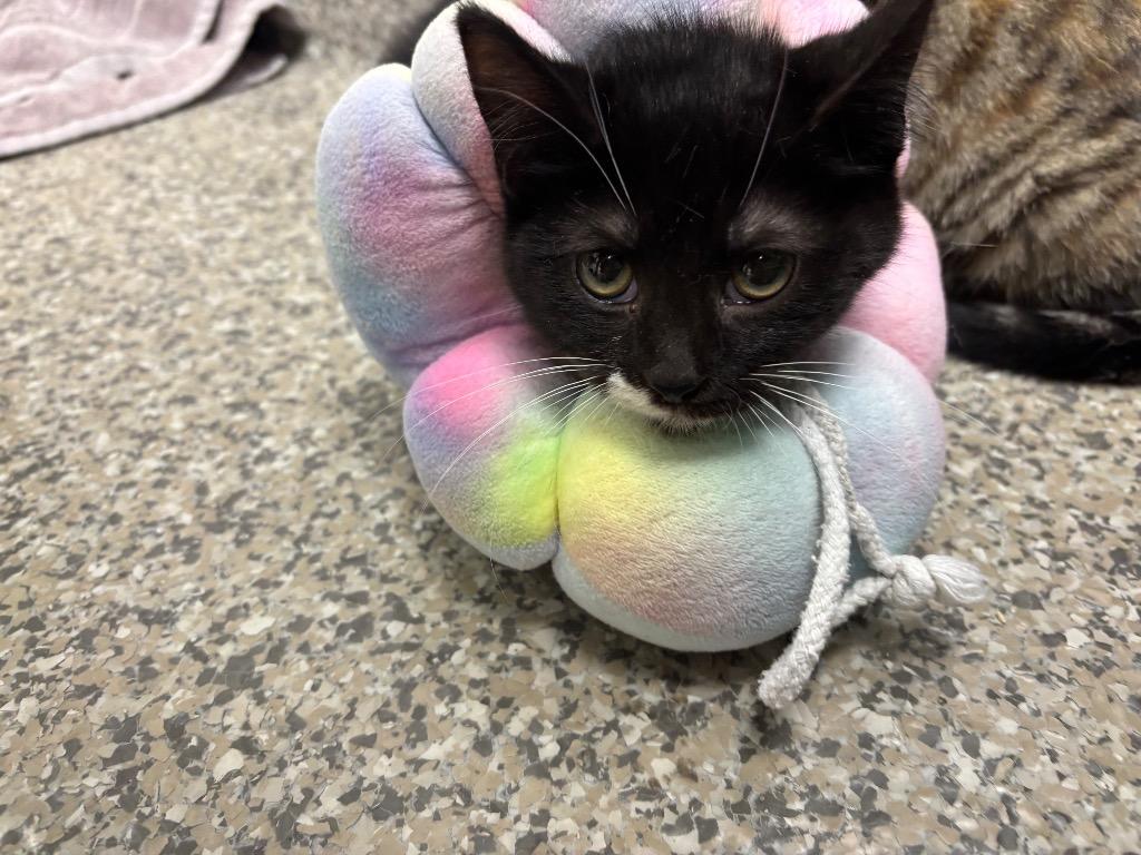 Lithium, Adoptable, Kitten Female American Shorthair.