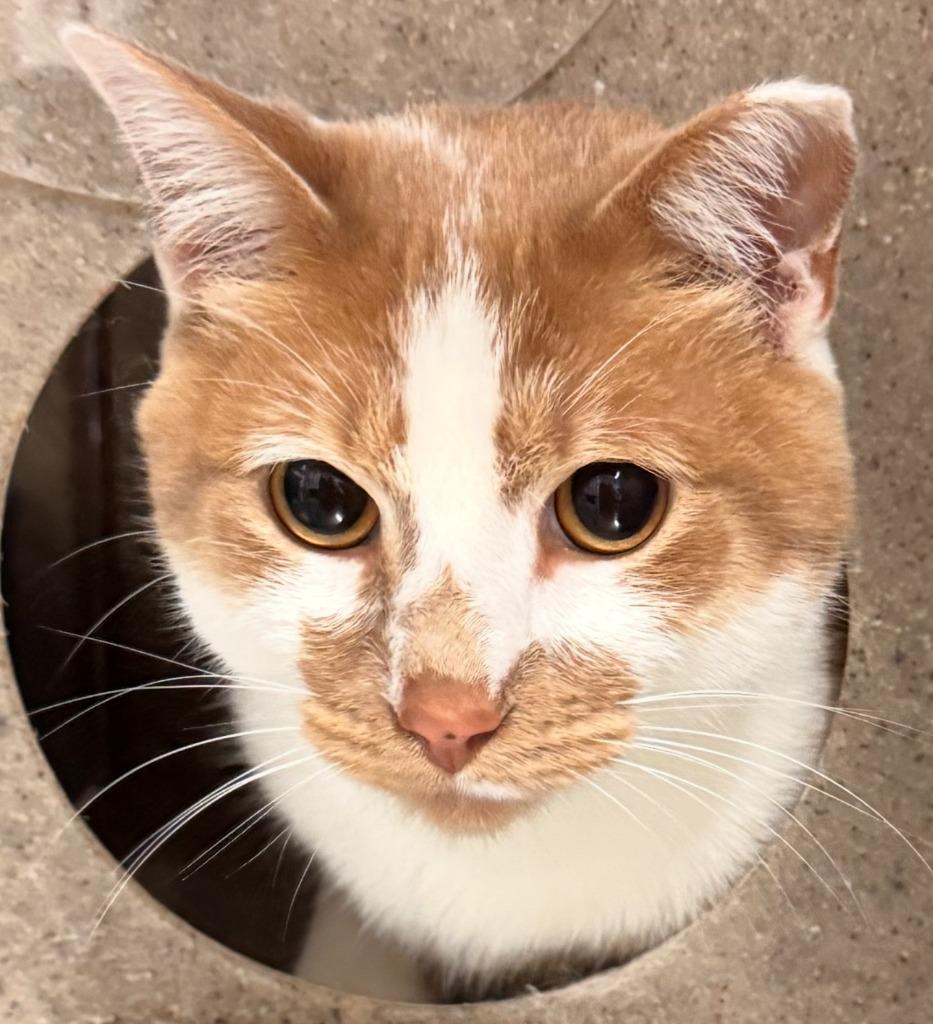 Leo, Adoptable, Adult Male Domestic Short Hair.