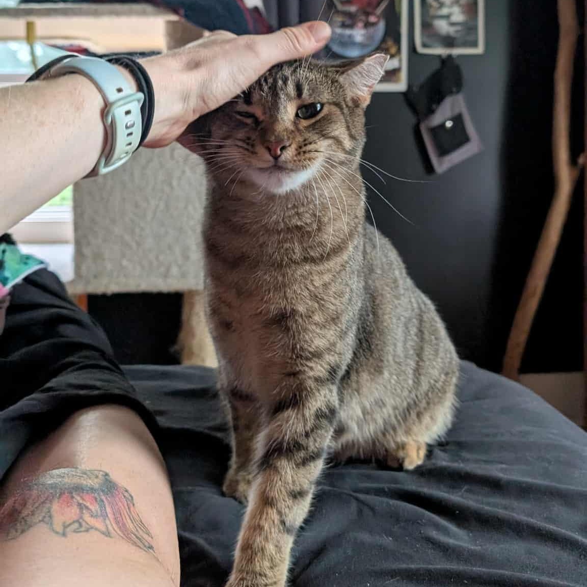 Fairytail, a Adoptable mixed breed in Hudsonville, MI image 1/5