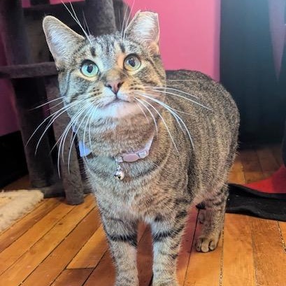 Fairytail, a Adoptable mixed breed in Hudsonville, MI image 2/5