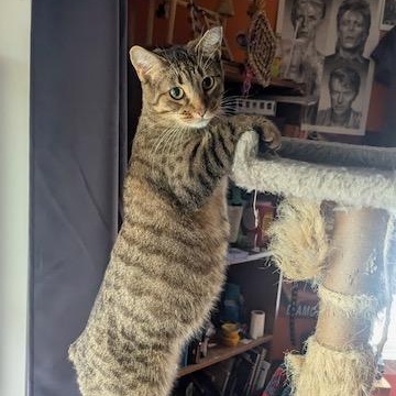 Fairytail, a Adoptable mixed breed in Hudsonville, MI image 3/5