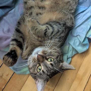 Fairytail, a Adoptable mixed breed in Hudsonville, MI image 4/5