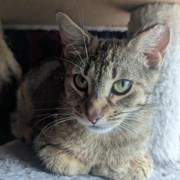 Fairytail, Young Female Domestic Short Hair