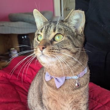 Fairytail, a Adoptable mixed breed in Hudsonville, MI image 5/5