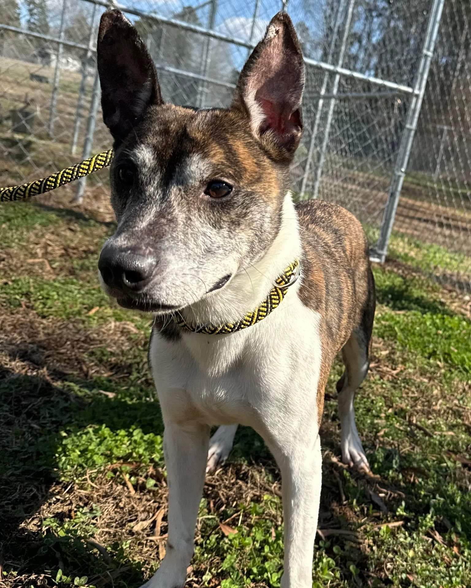 Enlarge Dobby, a Adoptable Jack Russell Terrier in Newville, PA image 1/1