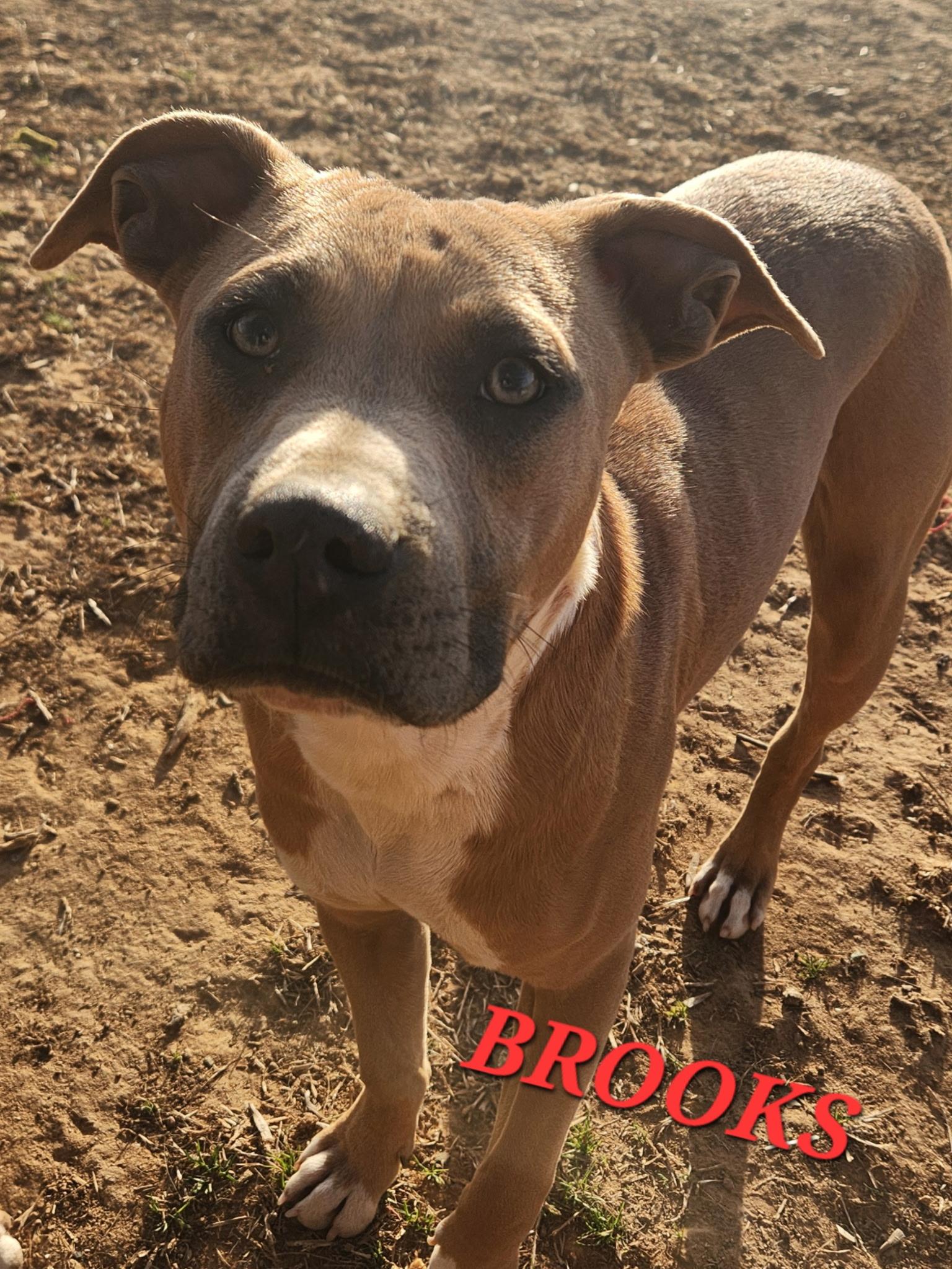 Enlarge Brooks, a Adoptable mixed breed in Woburn, MA image 2/6