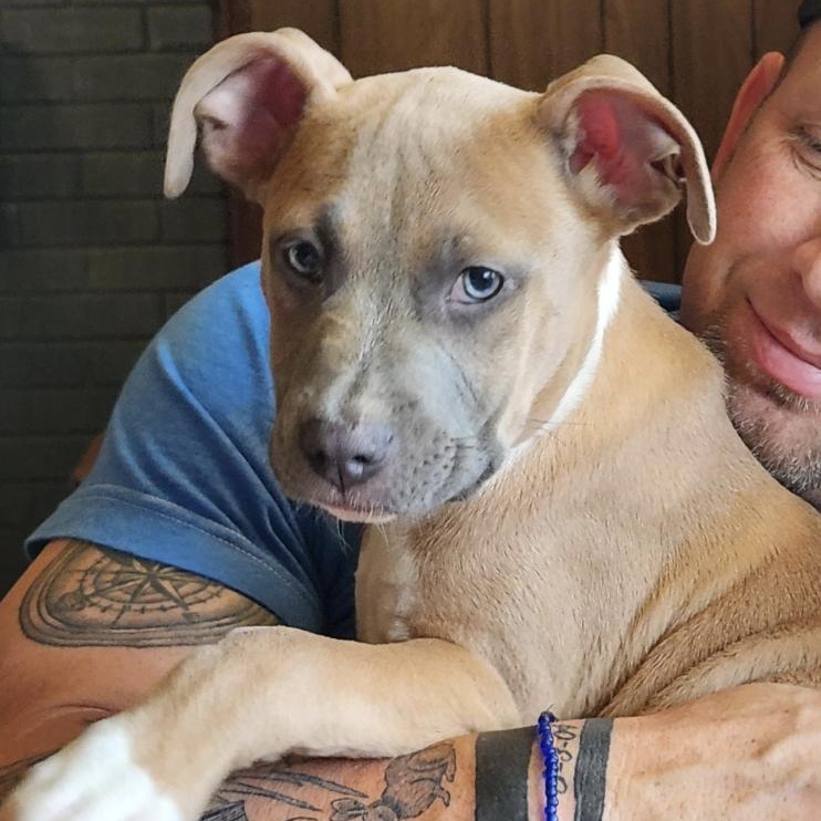 Enlarge Brooks, a Adoptable mixed breed in Woburn, MA image 6/6