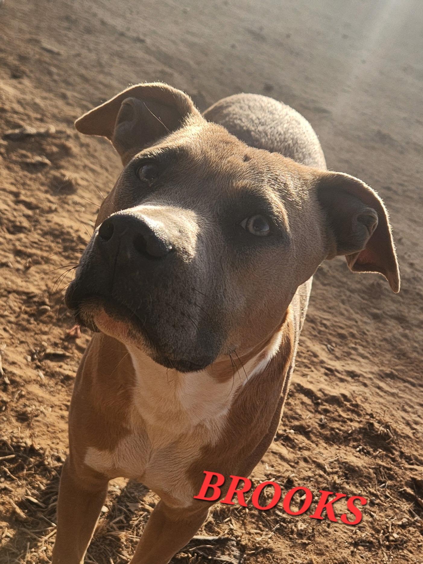 Enlarge Brooks, a Adoptable mixed breed in Woburn, MA image 1/6