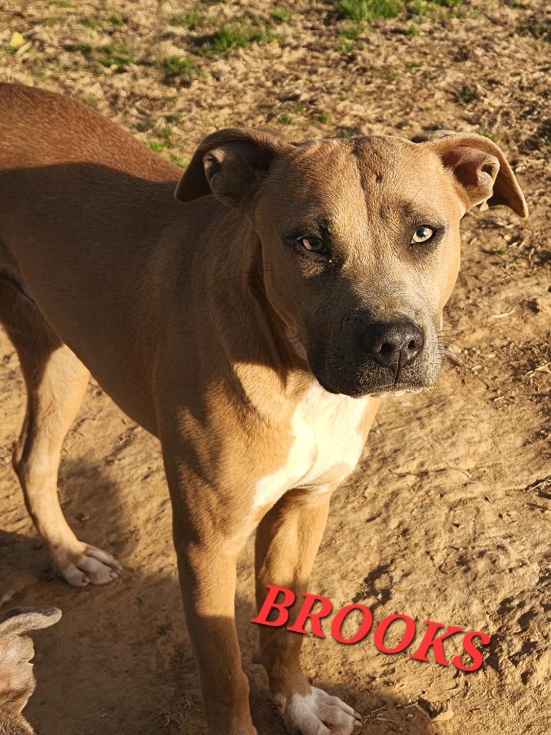 Brooks — thumbnail 5