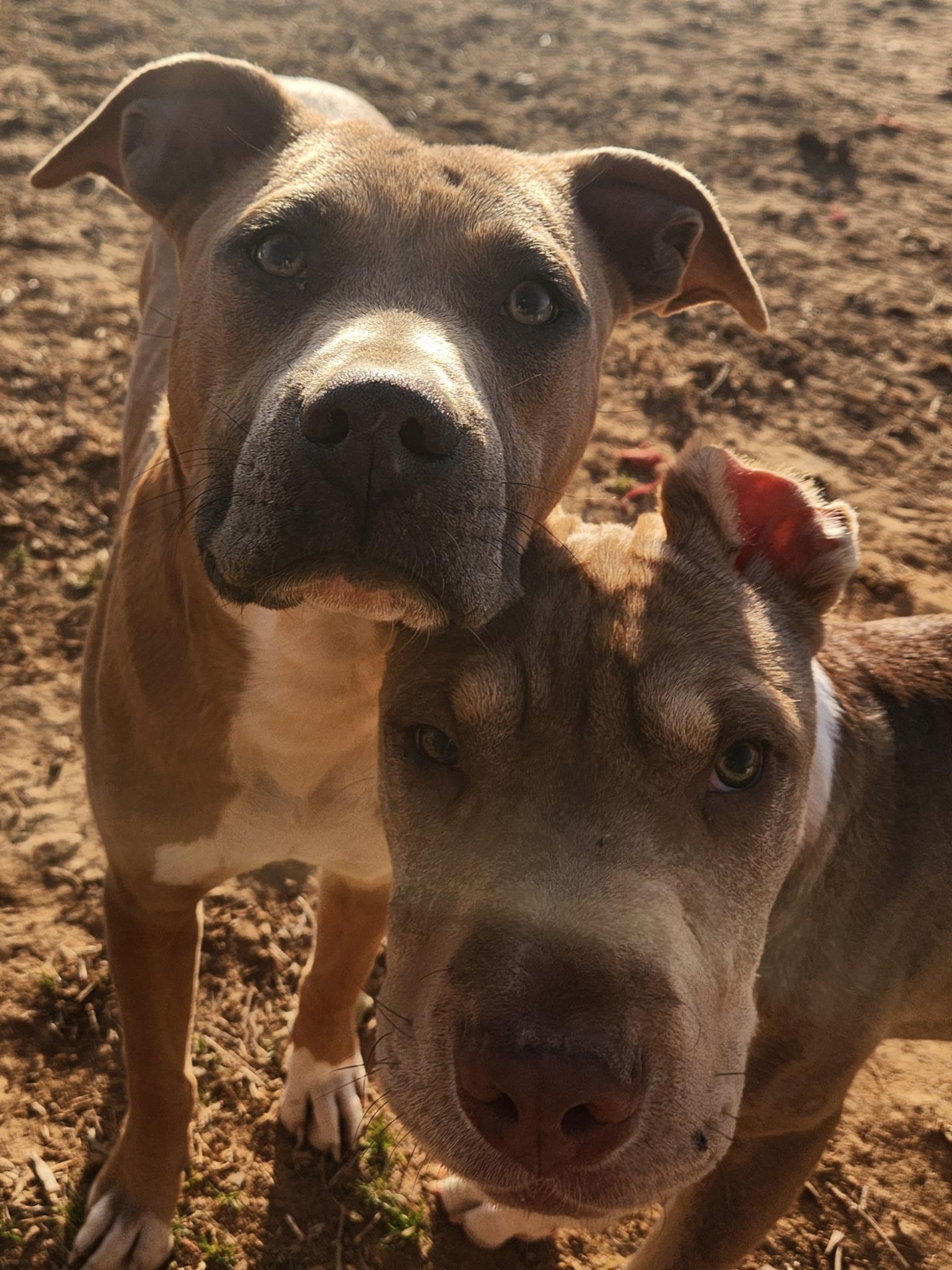 Enlarge Brooks, a Adoptable mixed breed in Woburn, MA image 3/6