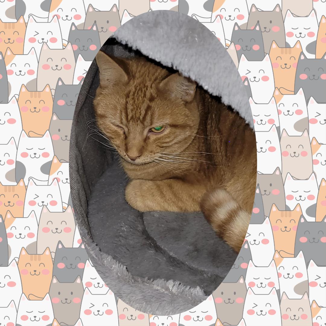 Enlarge Victor, a Adoptable Domestic Short Hair in Toney, AL image 3/6