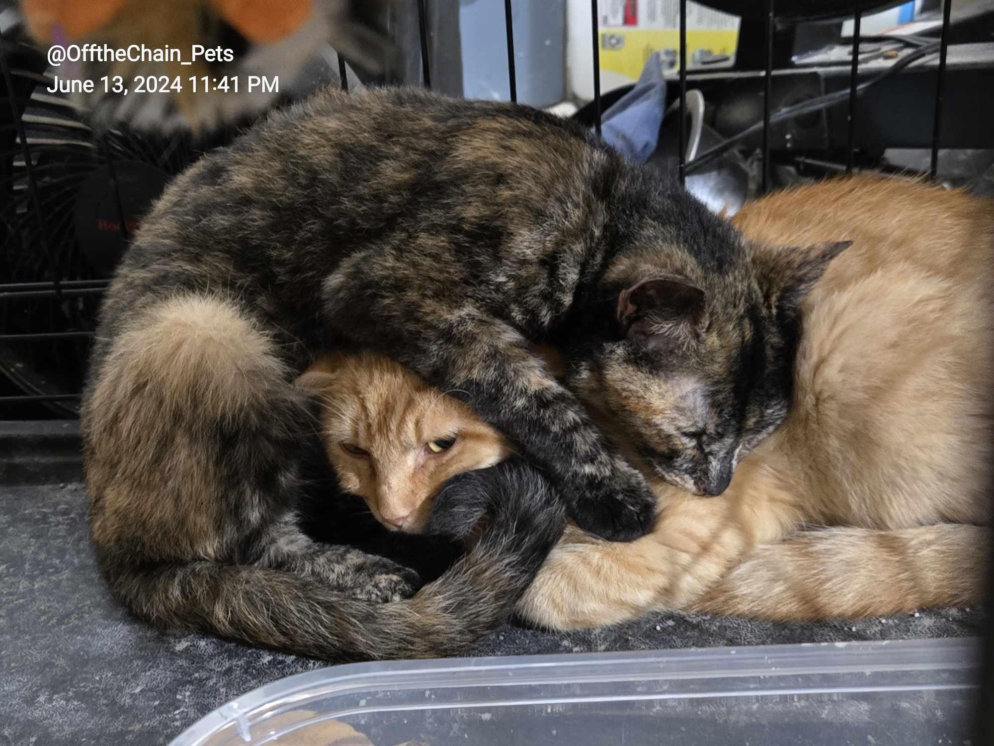 Enlarge Victor, a Adoptable Domestic Short Hair in Toney, AL image 5/6