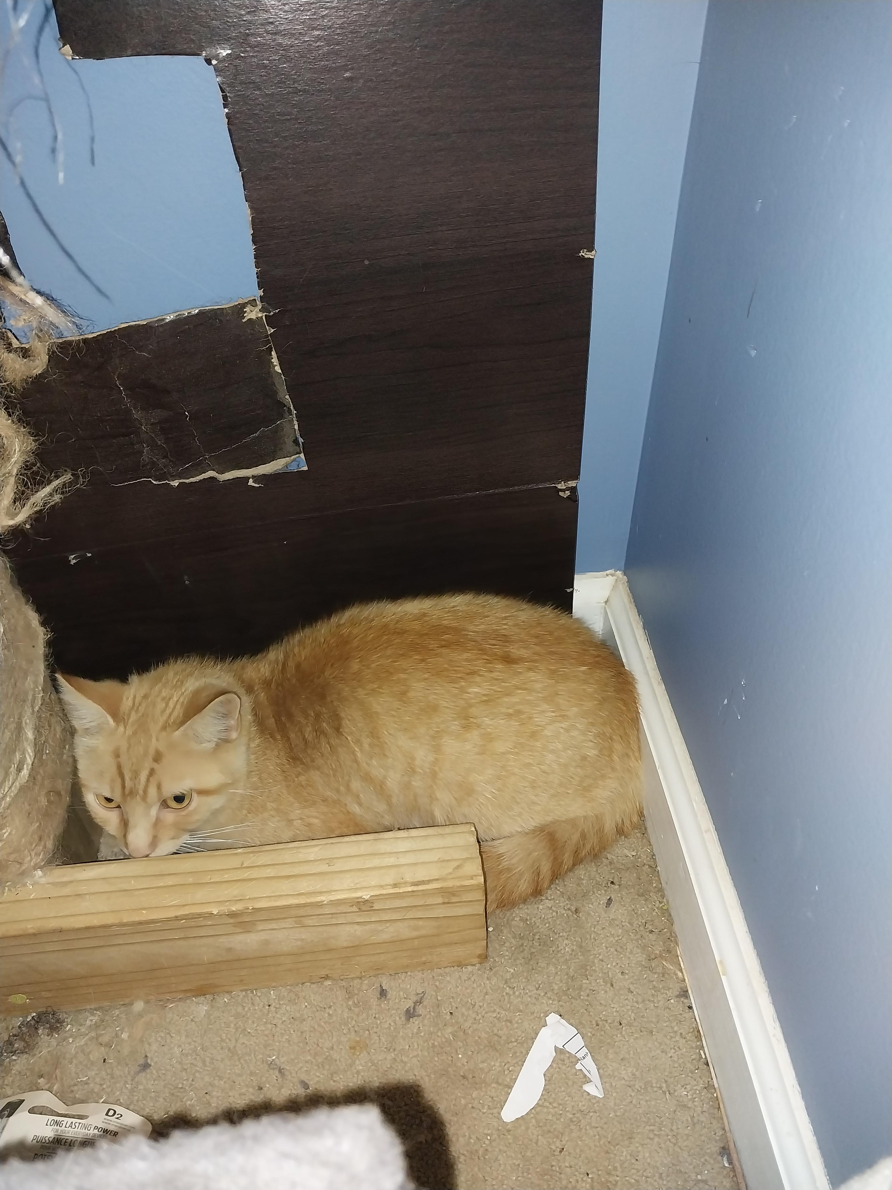 Enlarge Victor, a Adoptable Domestic Short Hair in Toney, AL image 6/6