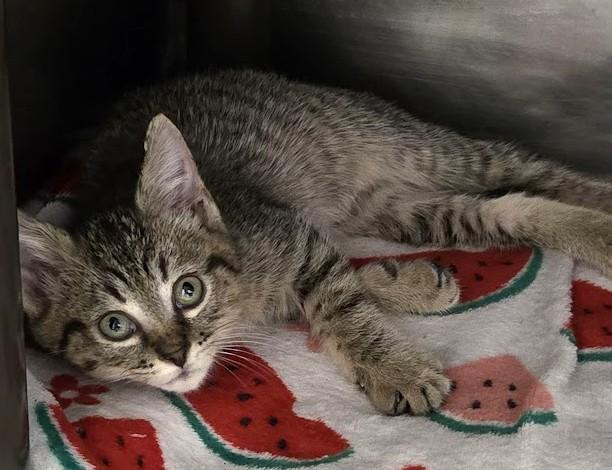 Enlarge Taco, a Adopted Domestic Short Hair in North Myrtle Beach, SC image 2/2