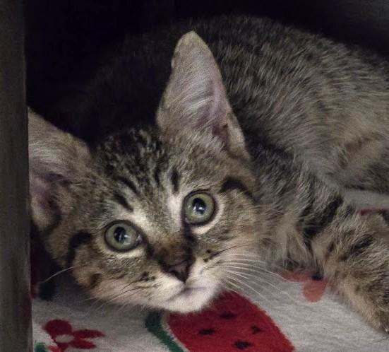 Taco, Adopted, Young Male Domestic Short Hair.