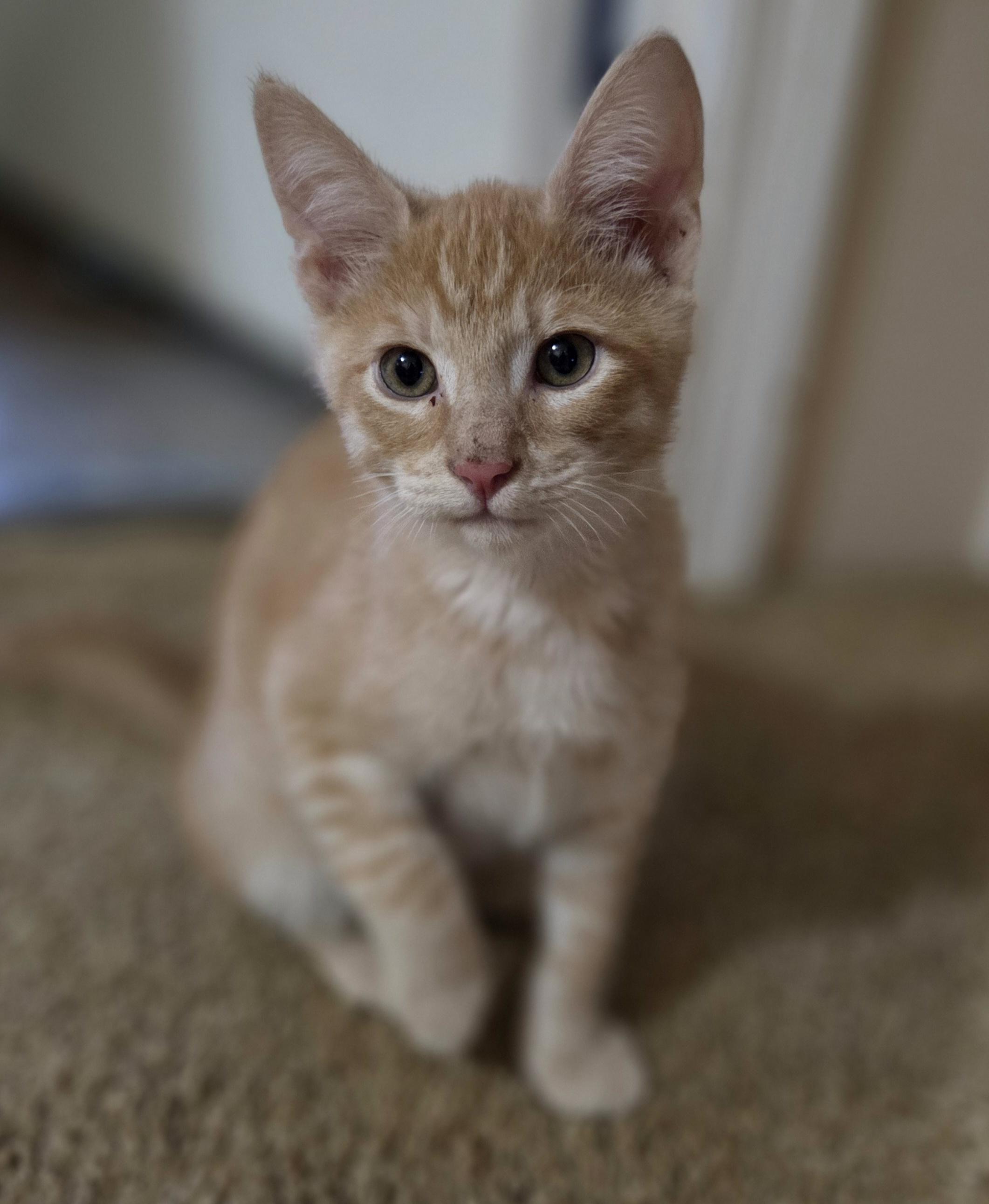 Enlarge Queso, a Adoptable Domestic Short Hair in Des Moines , WA image 3/3
